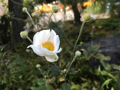 秋明菊咲き始めました。