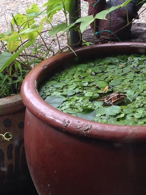 カエルは縁起が良い。