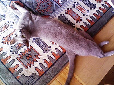 やっぱり猫が好き。