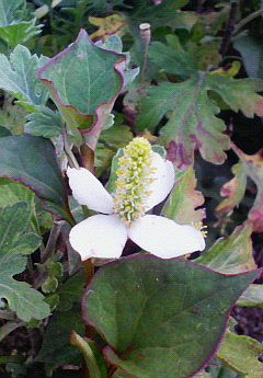 どくだみの匂いは好き。