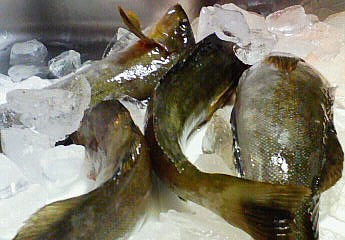 新鮮なのです。