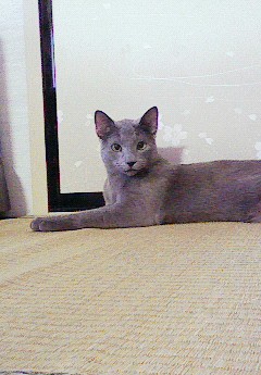 ニューフェイス、キター。