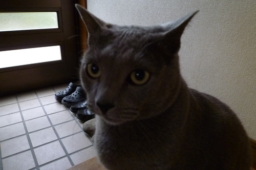 今日は朔の日。