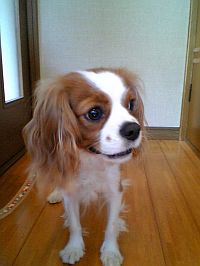 にゃんこはこんなもんです。