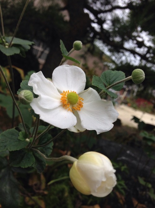 あ、きれいだな…。