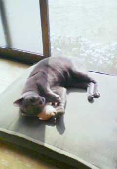 猫はツンデレ。