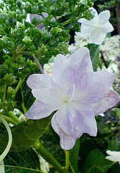 雨の中の紫陽花。