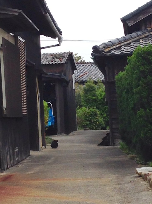 佐久島2015春その2。
