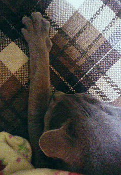 猫の匂いを嗅ぐ趣味ってのはどうよ。