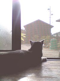 日はまた昇るにゃー。