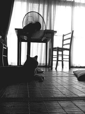 さて・・・と。