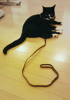 今日のねこ社長。