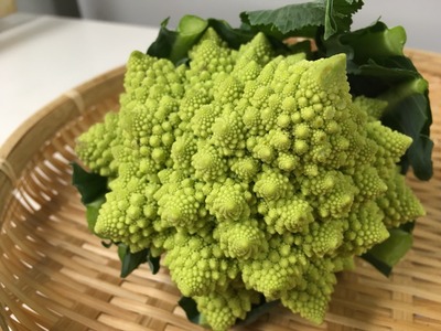 初めて使ってみた食材。