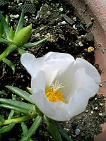 私の知らない夏。