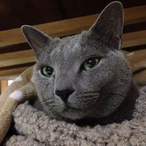 冷えてきましたね。