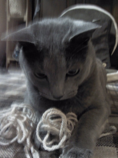 今日は朔の誕生日。