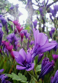 りんがでぃんどん。