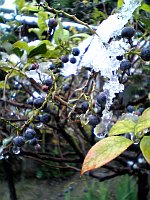 雪の降る音を聞いた。