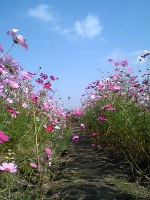 コスモスのこと。