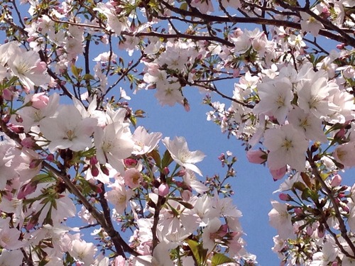 桜の時。