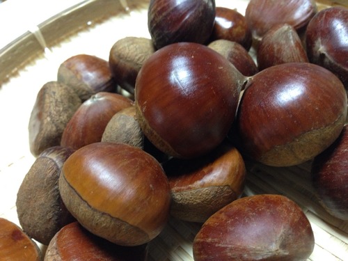 母、栗拾いに行く。