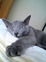 ロシアンブルーの秘密。