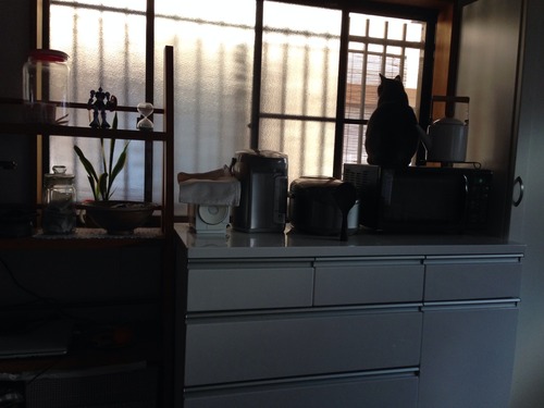 中トトロ見えちゃった。