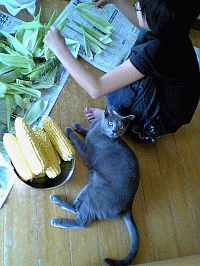 夏が近づいてきた。