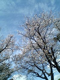 桜日和ですね。