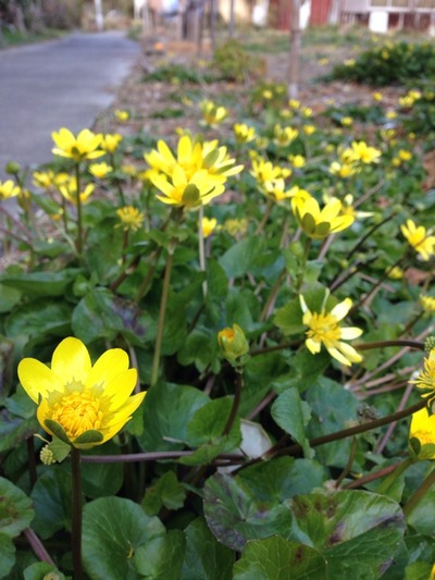 佐久島2016冬その4。