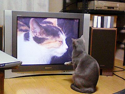 猫パンチ寸前。