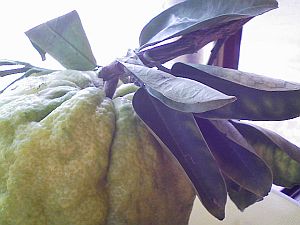 豚肉?白菜?柚子胡椒?。