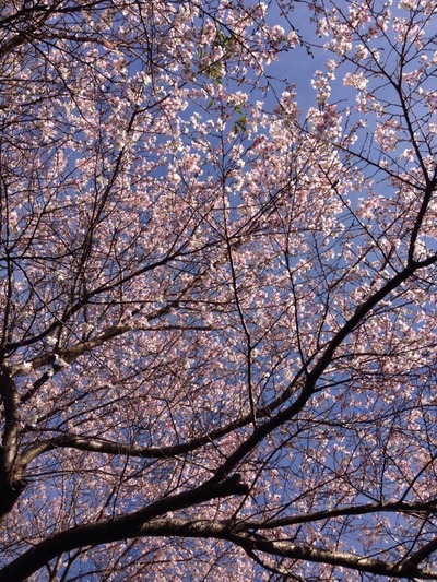 二度咲くのはなぜだろう。