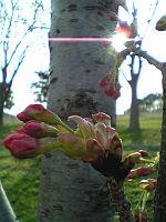 桜について。