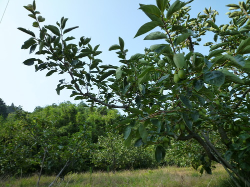 夢を叶えよう。