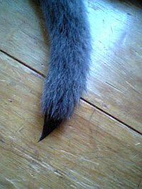 猫毛の筆。
