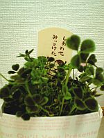 太陽に会いに来た白い月。