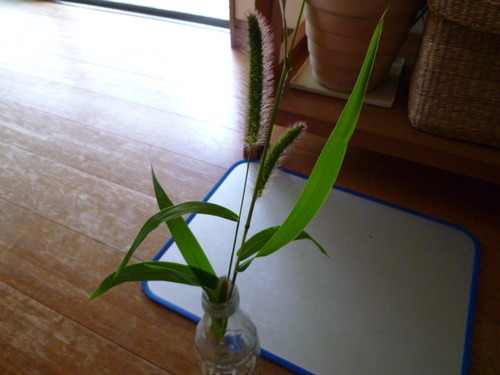 見知らぬ草は食べないようにしましょう。