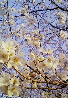 今年のsakura。
