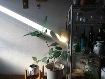 夏の疲れが出てくる9月の始めだから。