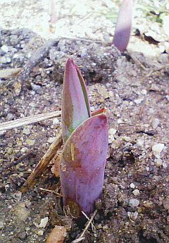 芽が出た。