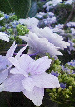 紫陽花の憂鬱。