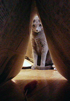 新聞はいろいろ使える。