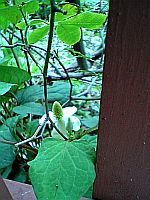 あんたのは詩性川柳だな。