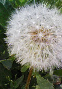 蒲公英。