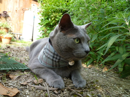 「しゃべるスカーフ」ではありません。