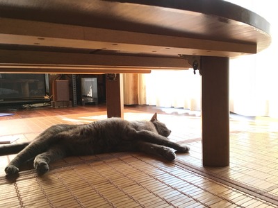 残暑お見舞い。