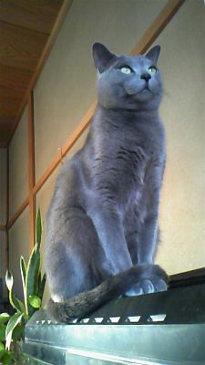 いいなぁ、SH。