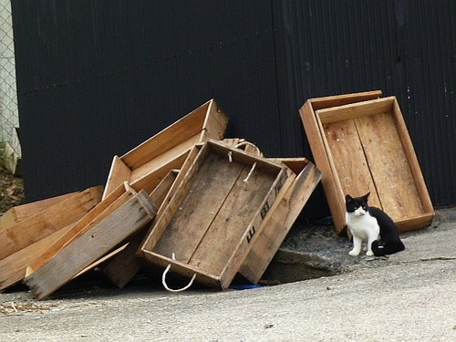 佐久島、ひとりぼっち編２。