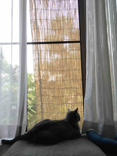 立秋が過ぎると。